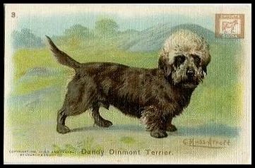3 Dandy Dinmont Terrier